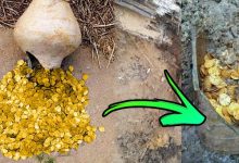 المليونير والذهب